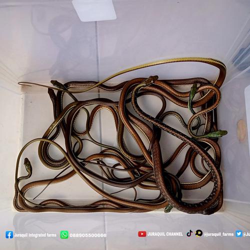 {item.media}